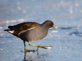 Moorhen