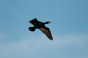 Spring Cormorant in flight