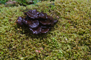 Mushroom and moss. Fiordland National Park. Southland. South Island. New Zealand.