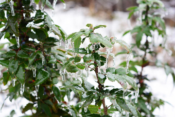 An evergreen shrub Ilex or European Holly with ice covered green holly leaves is sparkling and glittering after an ice storm, ice pellets, freezing rain in winter.