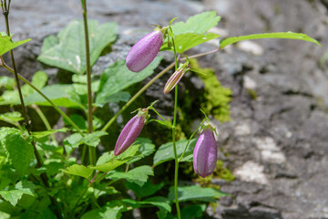 ヤマホタルブクロ