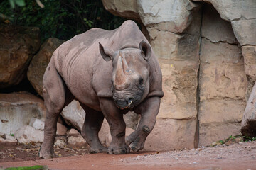 Naklejka premium Rhino