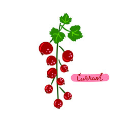 Red currant, hand drawn berry. Flat illustration.