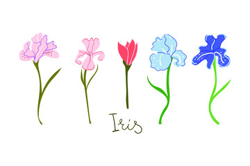 Hand drawn irises flowers. Blossom, botanical, gardening, wedding, greeting card concept.
