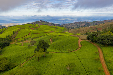 An aerial view of tea fields and roads at a tea estate in the highlands of Malawi.