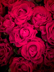Fototapeta premium Bright burgundy roses in a bouquet close-up