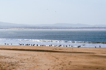 Fototapeta na wymiar A Line Of Bird At The Seaside