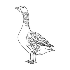 Goose. Hand drawn sketch. Farm bird icon. Vector illustration.