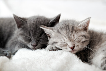 Obraz na płótnie Canvas Couple happy kittens sleep relax together. Kitten family in love. Adorable kitty noses for Valentine s Day. Cozy home animal sleeping comfortably