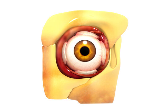 Human eye anatomy. inner structure