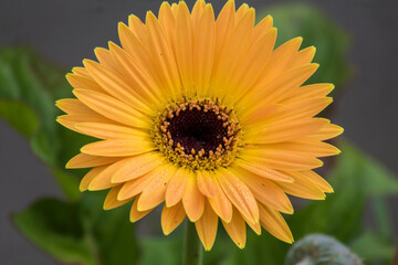 yellow gerber daisy