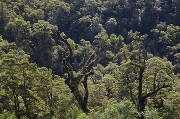 Fototapeta premium Rainforest in Fiordland National Park. Southland. South Island. New Zealand.