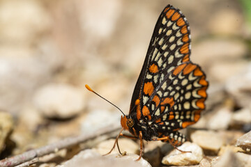 Baltimore Checkerspot