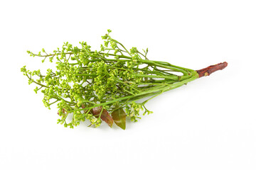 Siamese neem tree, Nim, Margosa isolated on white background.