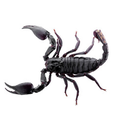 Black scorpions isolated on a white background