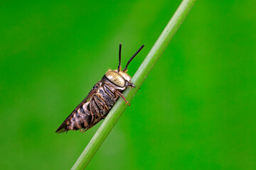 Bees inhabit plants, North China