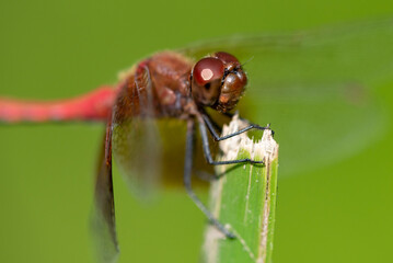 Band-winged Meadowhawk