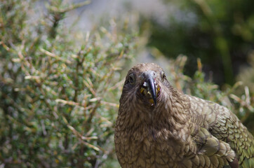 Kea Nestor notabilis eating an apple. Fiordland National Park. Southland. South Island. New Zealand.