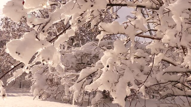 Snow on the trees turns the park into a fairytale world. Odessa oblast (Ukraine)