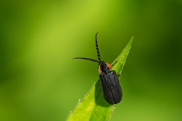Black Firefly