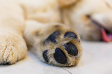 Close up of golden retriever puppy foot.