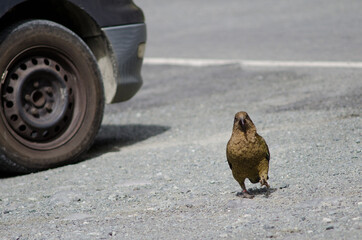 Kea Nestor notabilis walking next to a car. Fiordland National Park. Southland. South Island. New Zealand.