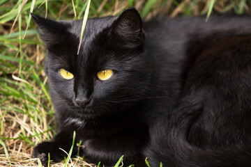 Beautiful black cat portrait with yellow eyes closeup