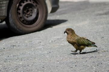 Kea Nestor notabilis walking next to a car. Fiordland National Park. Southland. South Island. New Zealand.