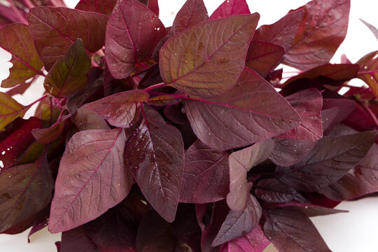 Red Spinach or Red Amaranth