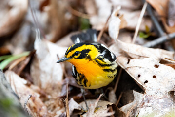 Blackburnian Warbler