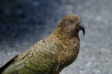 Kea Nestor notabilis. Fiordland National Park. Southland. South Island. New Zealand.