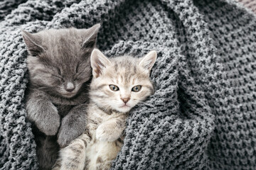 Naklejka premium Couple cute tabby kittens sleeping on gray soft knitted blanket. Cats rest napping on bed. Feline love and friendship on valentine day. Comfortable pets sleep at cozy home. Copy space