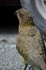 Kea Nestor notabilis next to a car. Fiordland National Park. Southland. South Island. New Zealand.