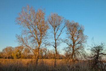 Obraz na płótnie Canvas Autumn landscape. Three leafless trees stand against a blue sky.