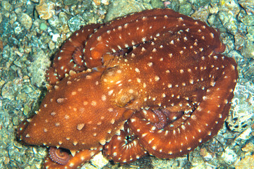 Octopus is camouflaged among the rocks. Çanakkale Turkey