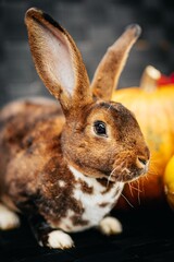 Rabbit in autumn