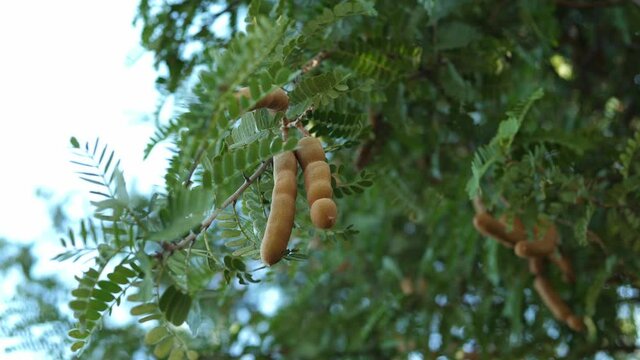 4K Tamarin fruits with green leaves on tree branch in garden. Concept of nature, agriculture.