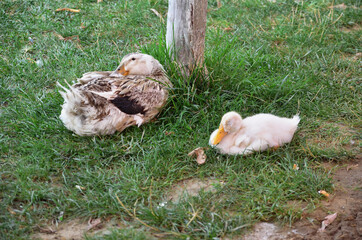 Mother goose and its baby sit under tree near water.