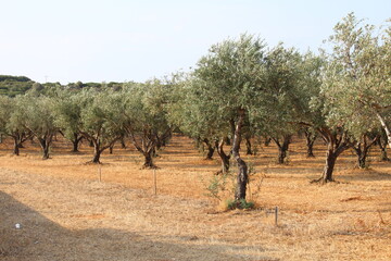 Fototapeta na wymiar olive trees in the field