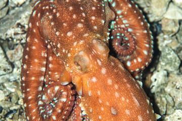 Octopus is camouflaged among the rocks. Çanakkale Turkey