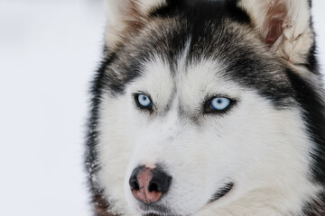 Portrait of a Siberian husky, friendship forever. Pet. Husky