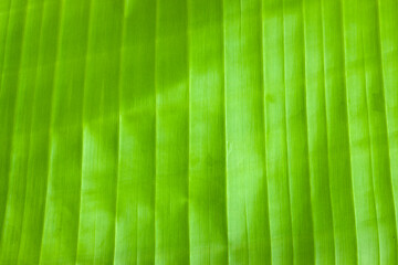 Banana leaf