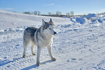 Siberian husky in the snow on a bright sunny day.