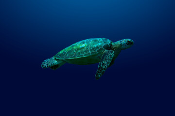 Fototapeta premium A loggerhead turtle swimming upward against a blue background.