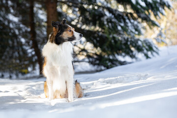 Border Collie im Schnee