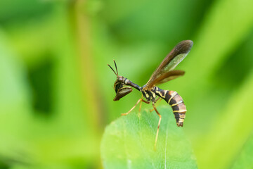 Brown Wasp Mantidfly