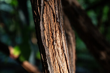 Obraz premium tree trunk, close-up ants, bokeh, tree trunk, close-up ants, sideways