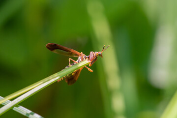 Brown Wasp Mantidfly