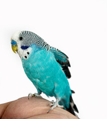 blue and green parrot on hand, isolated