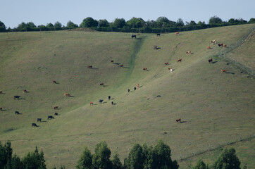 Fototapeta na wymiar Herd of cows Bos taurus in a hill. Southland. South Island. New Zealand.